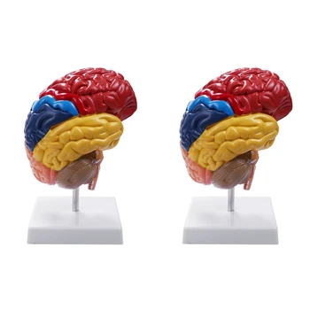 2X Smegenų anatominio modelio anatomija 1:1 Pusės smegenų kamieno mokymo laboratorijos reikmenys